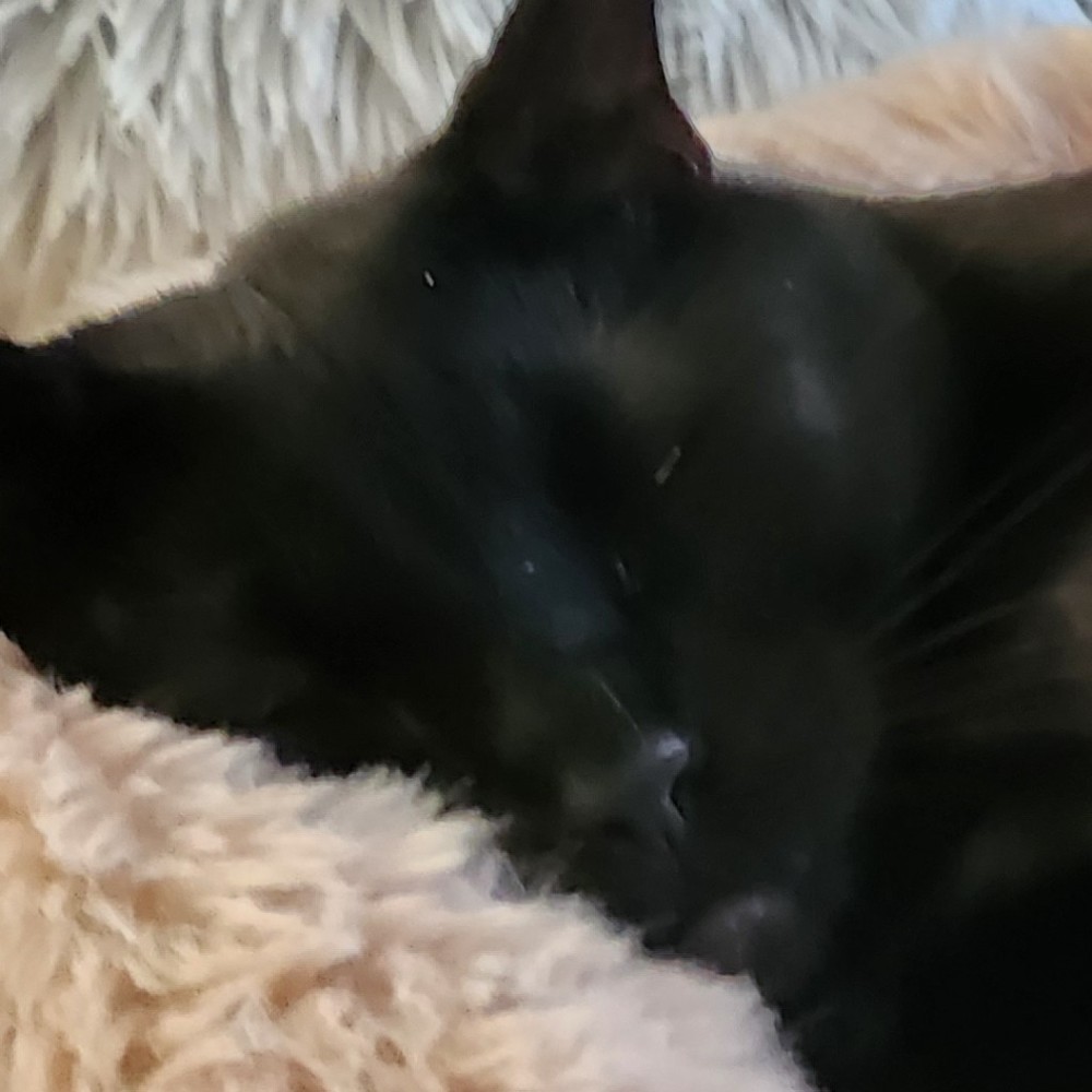 Meet your Posher, Xaviera